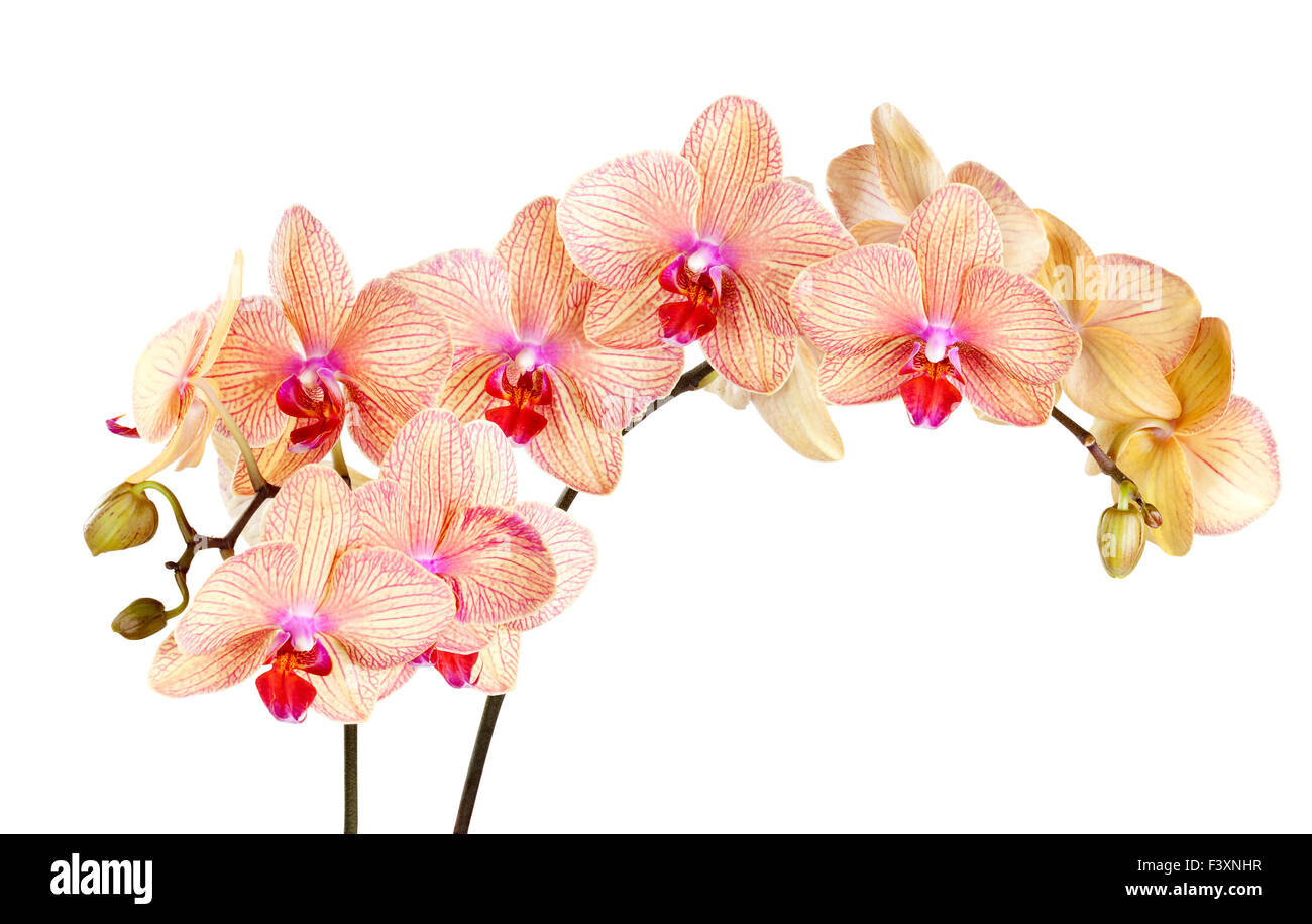 Orchidee Stockfoto