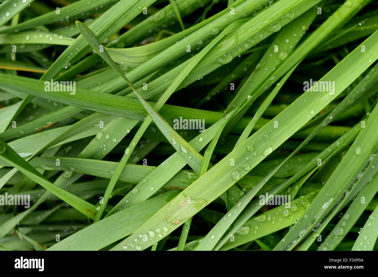 Einer abstrakten Hintergrund nassen Sommer Gras Stockfoto
