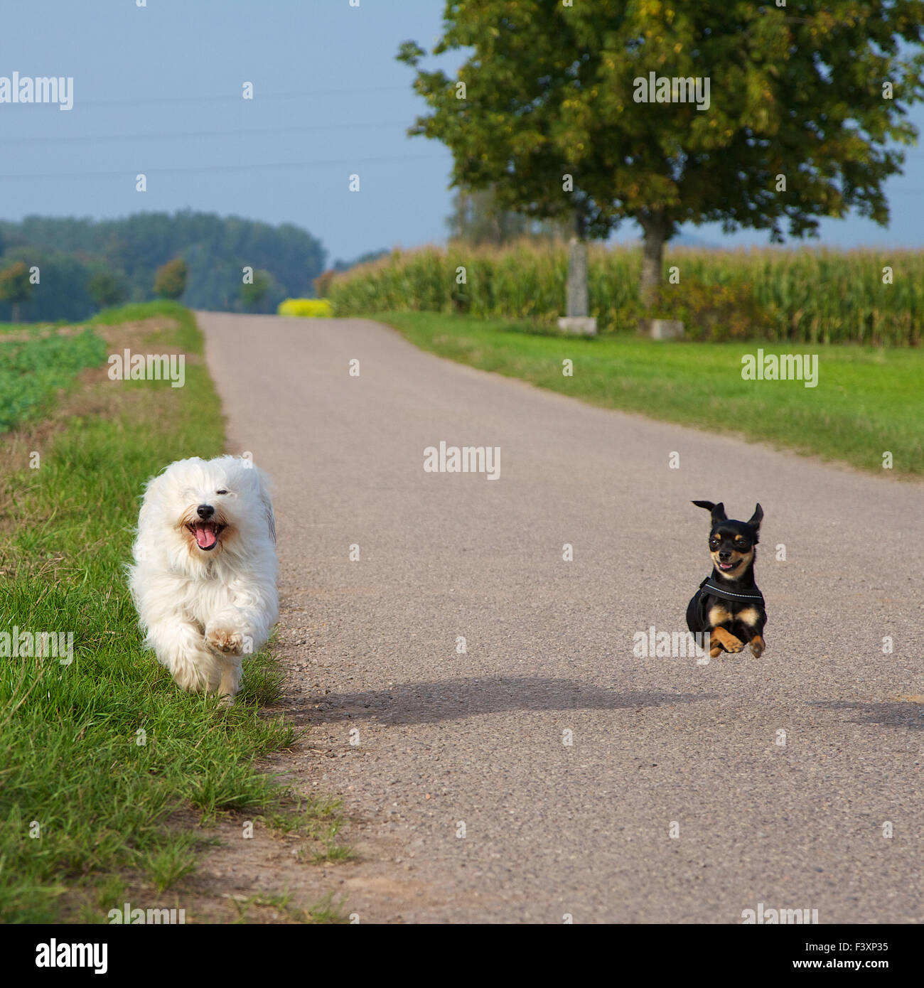 Hunde Rennen Stockfoto