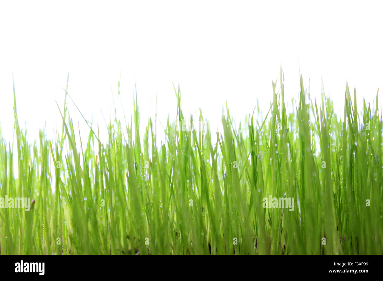 Grasgrün mit weißem Hintergrund Stockfoto
