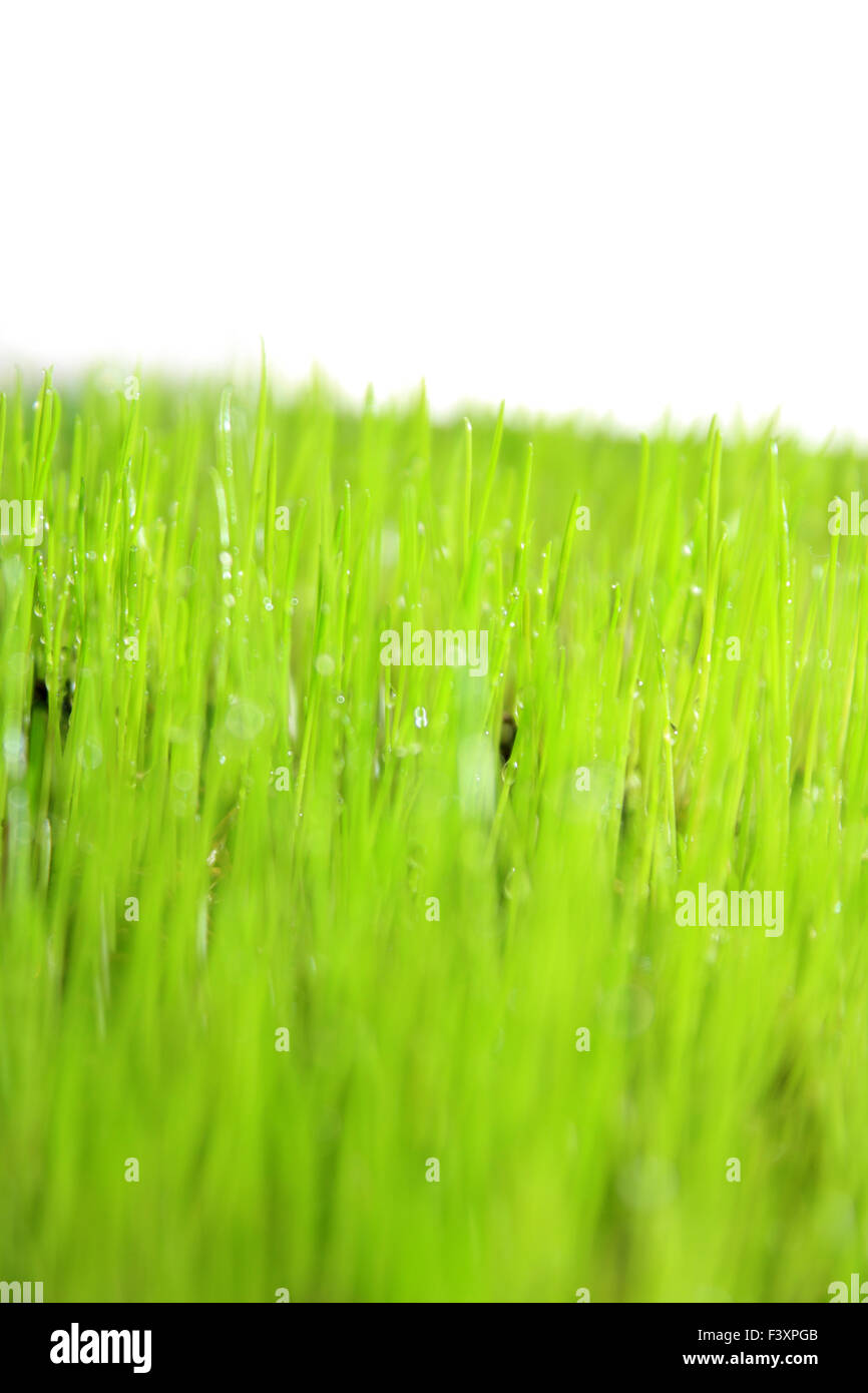 Frischen grünen Rasen Stockfoto
