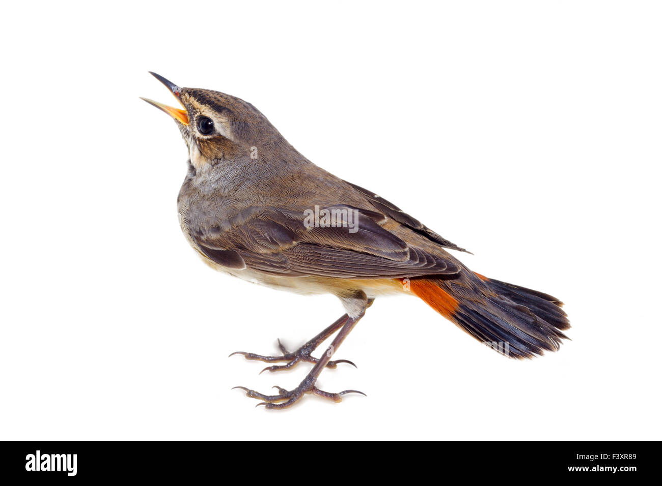 Blau-throated Robin Vogel isoliert Stockfoto