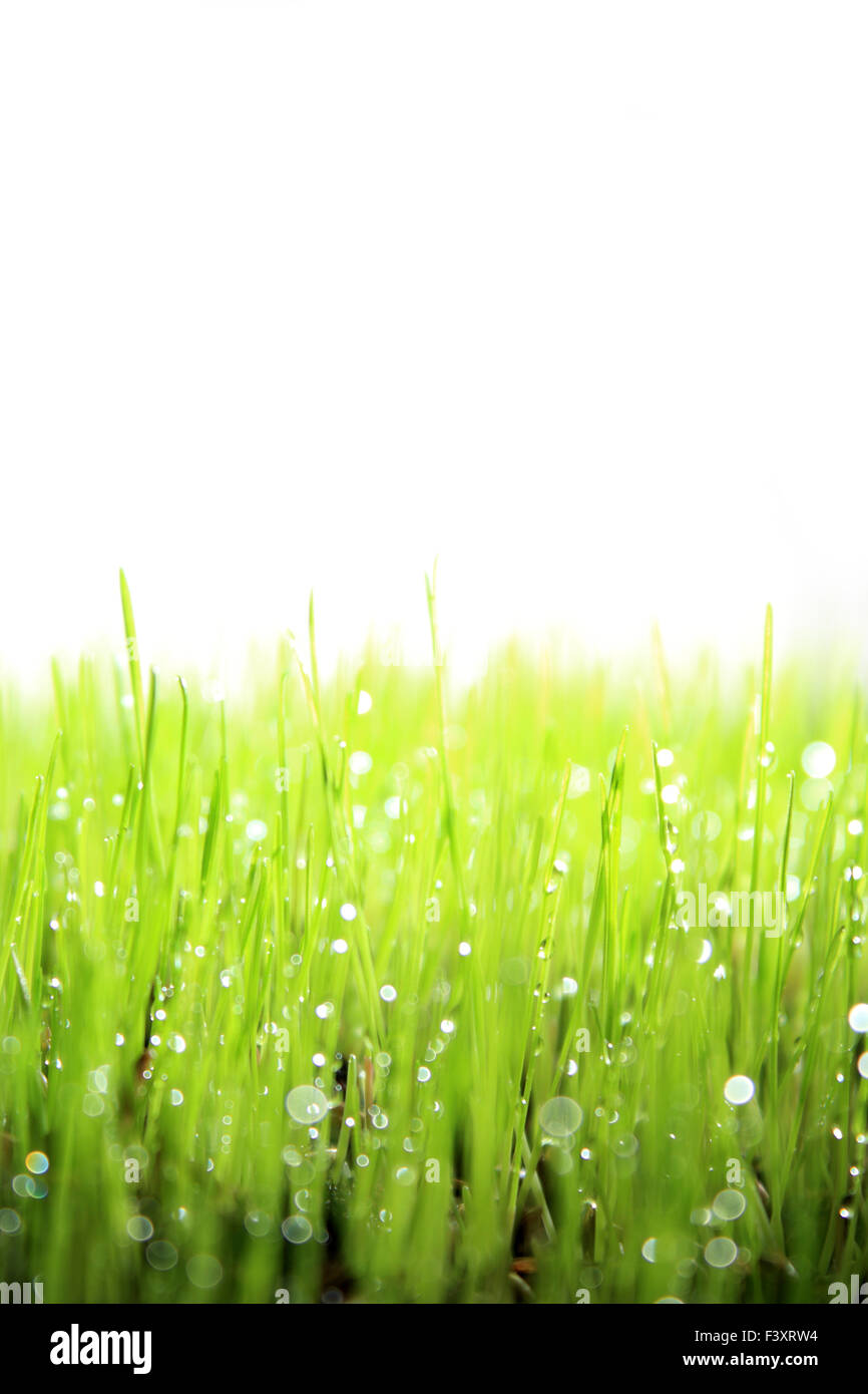 Frischen grünen Rasen Stockfoto