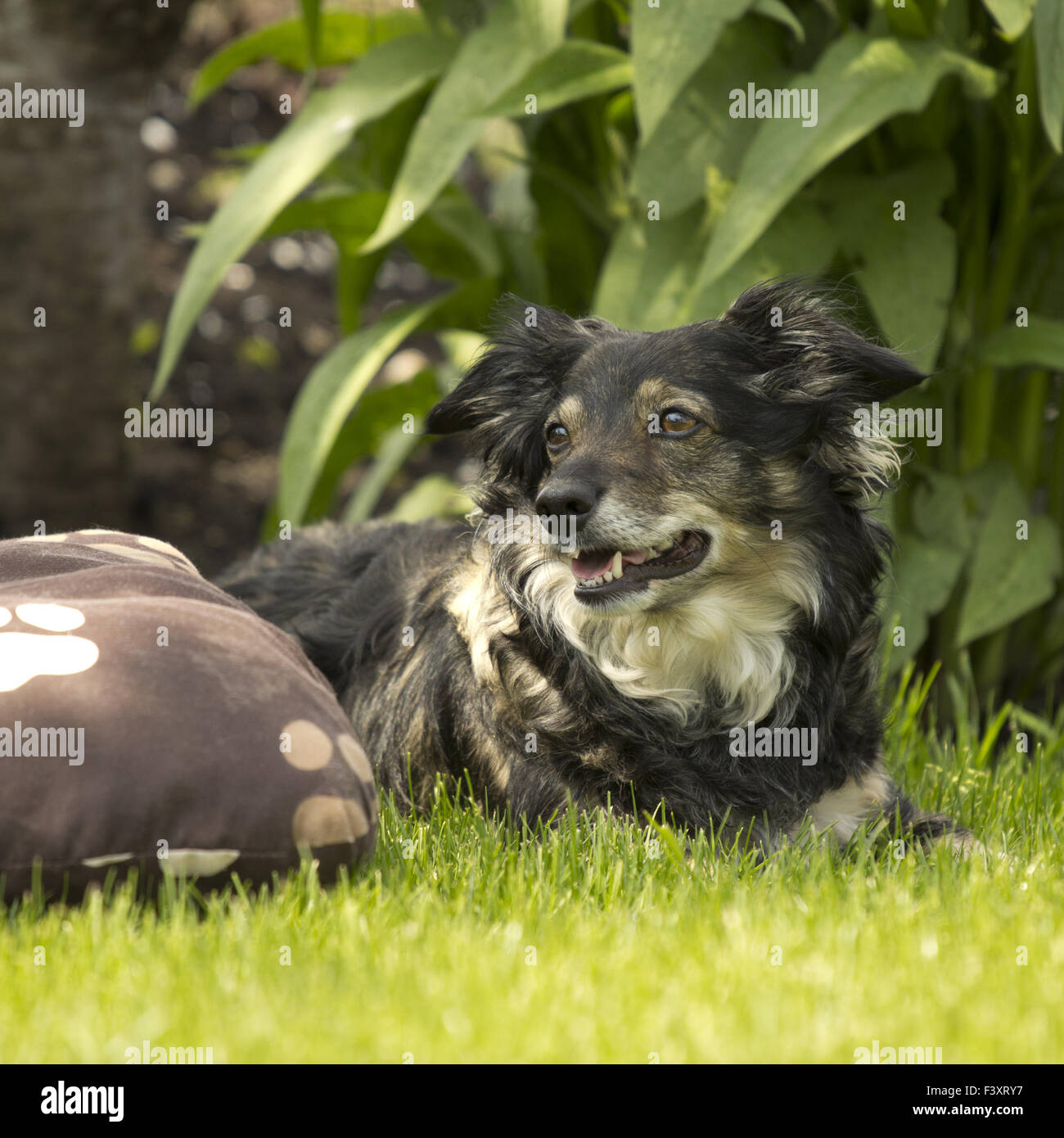 Mischling Hund in einem park Stockfoto