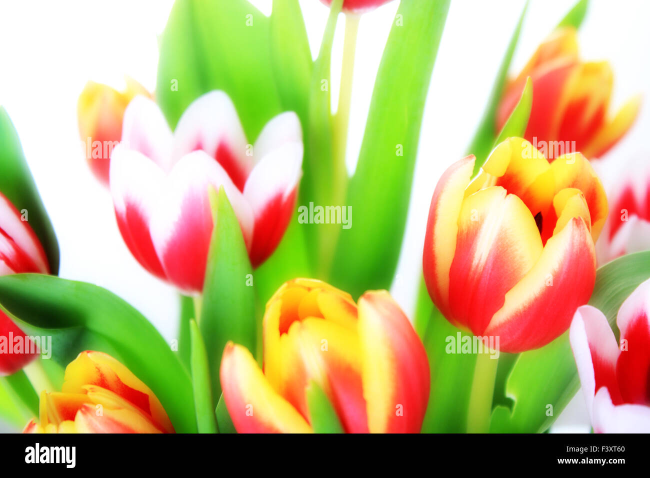 Blumen, Tulpe Stockfoto