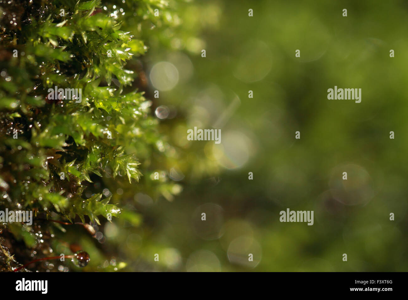 Frischem Moos Makro in der grünen Natur Stockfoto