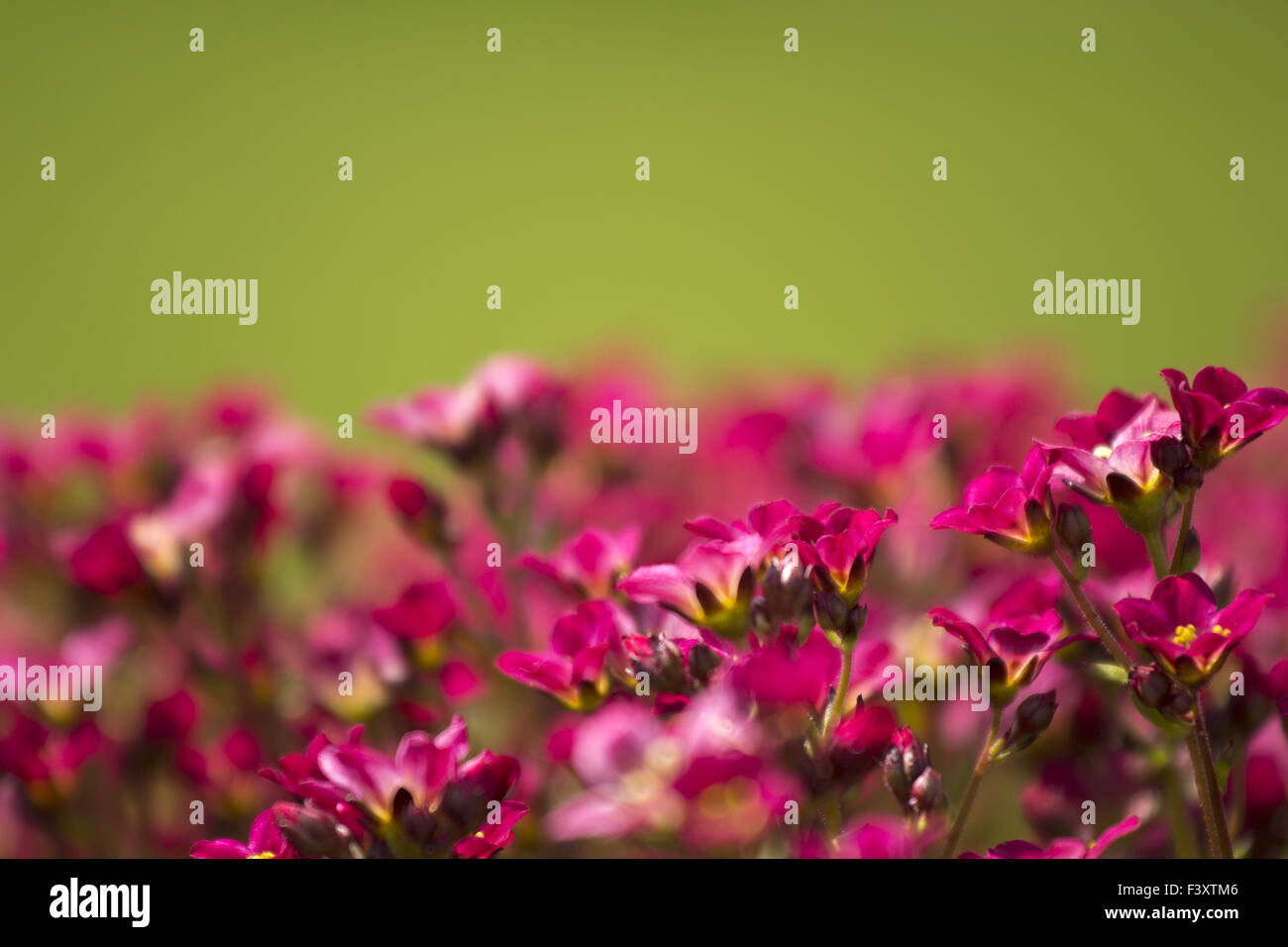 Wiese mit Blumen, rot, Rosa mit Grün Stockfoto