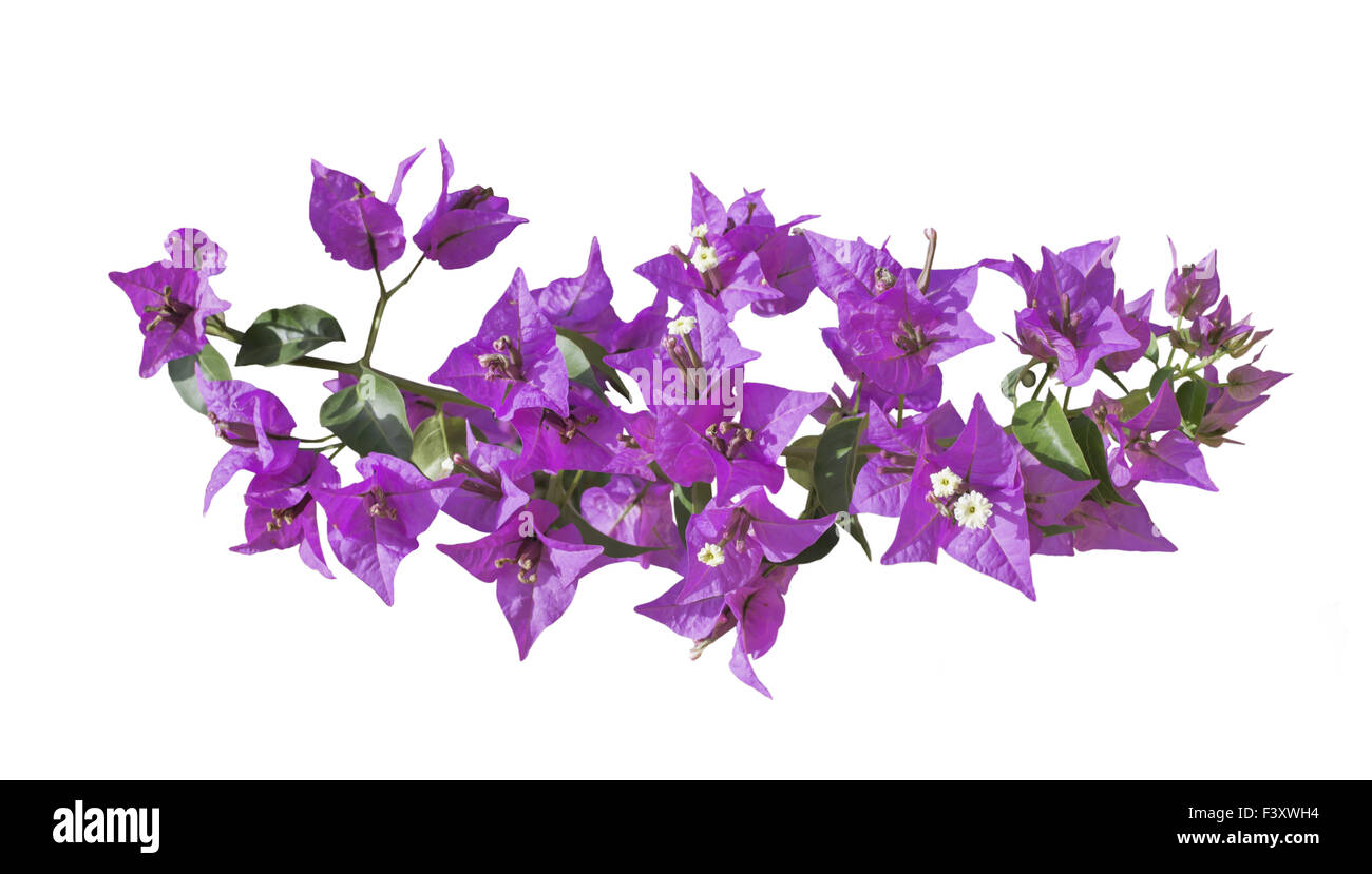 Bougainvillea-Zweig Stockfoto