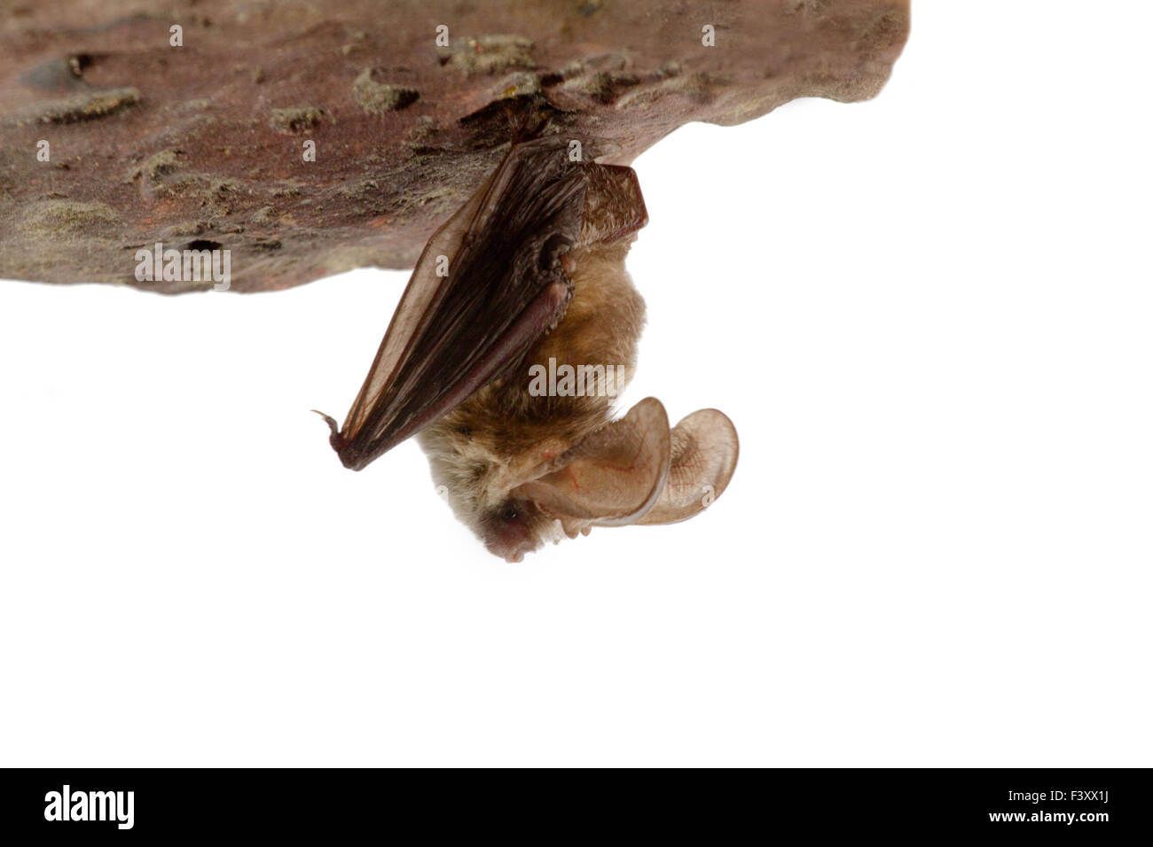 langohrige Fledermaus auf Stein Stockfoto