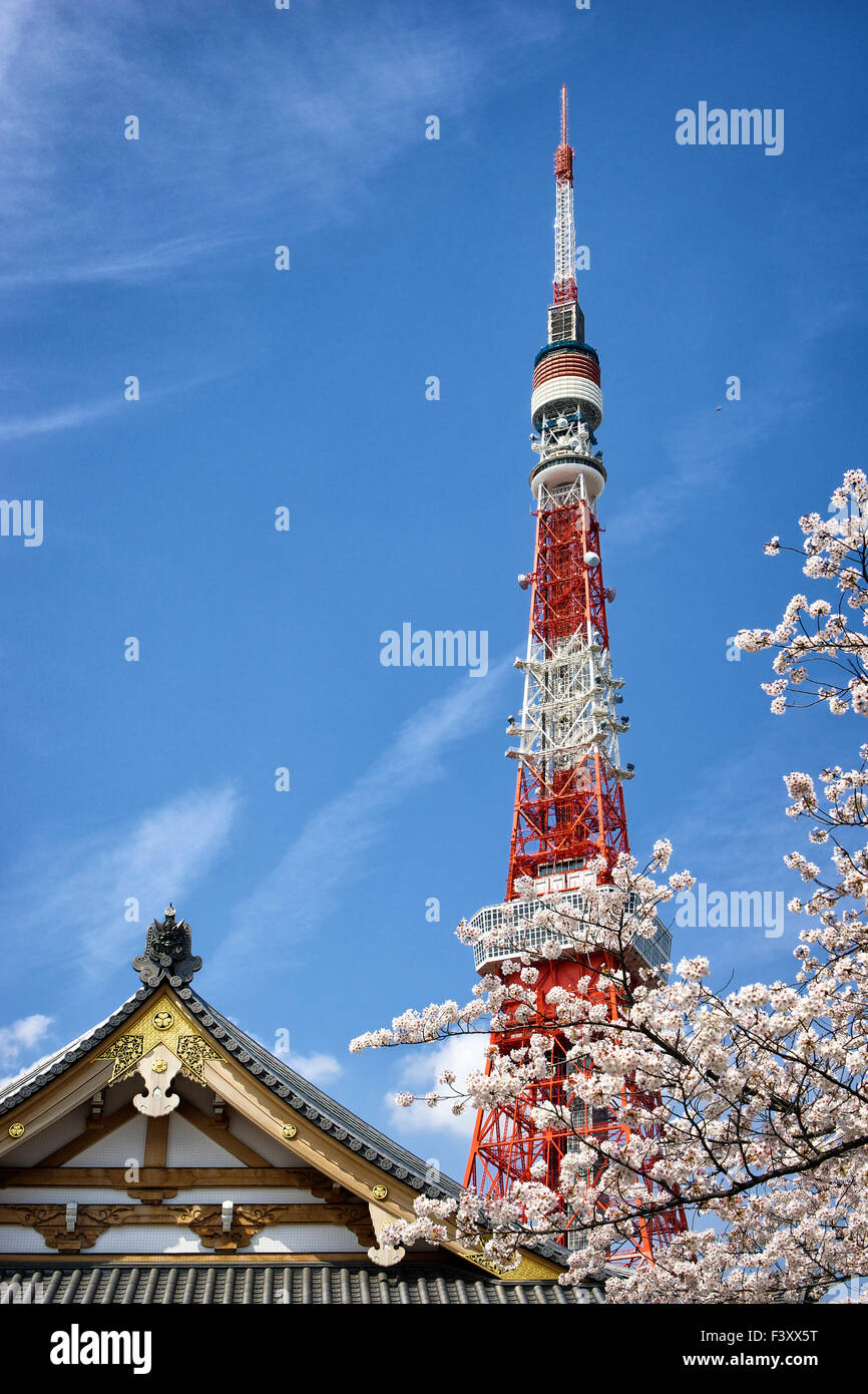 Japan, Insel Honshu, Kanto, Tokyo, Tokyo Tower und Kirschbäume in Blüte. Stockfoto