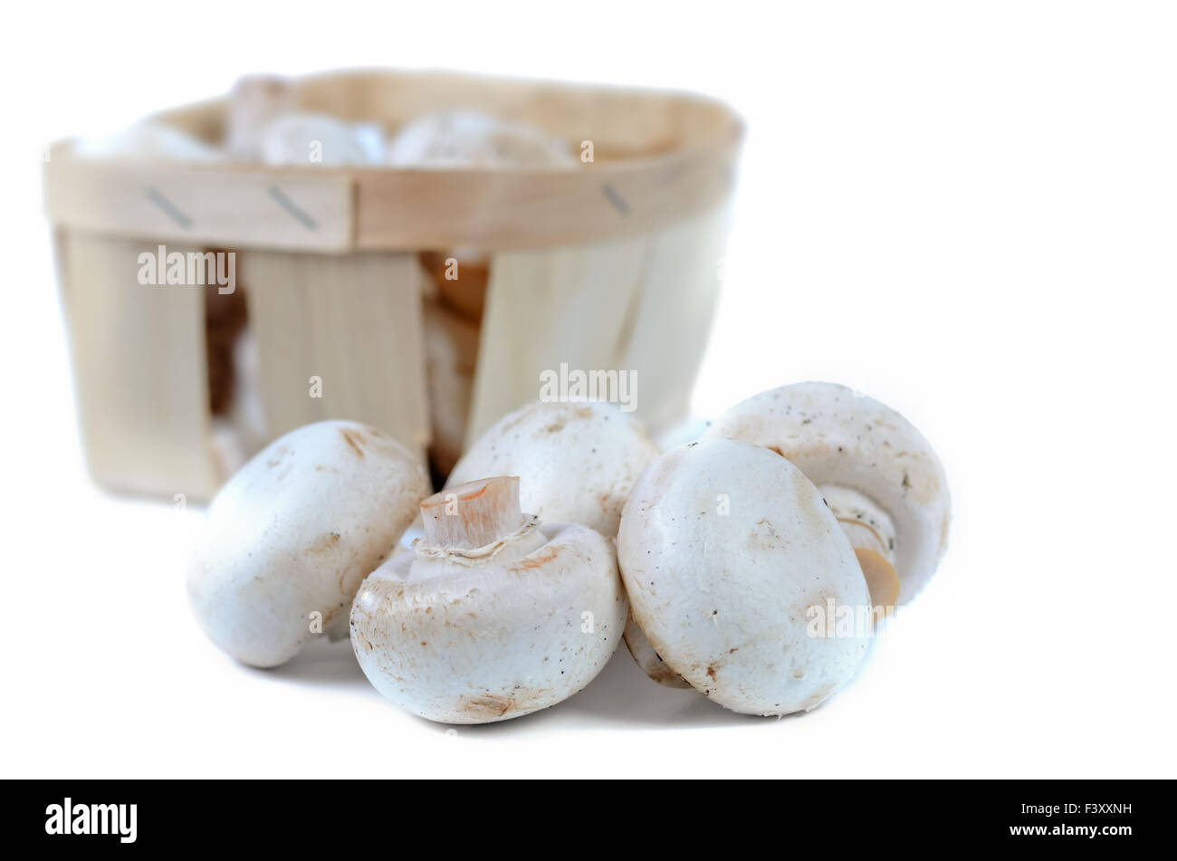 Frische weiße Agaricus oder Champignons Stockfoto