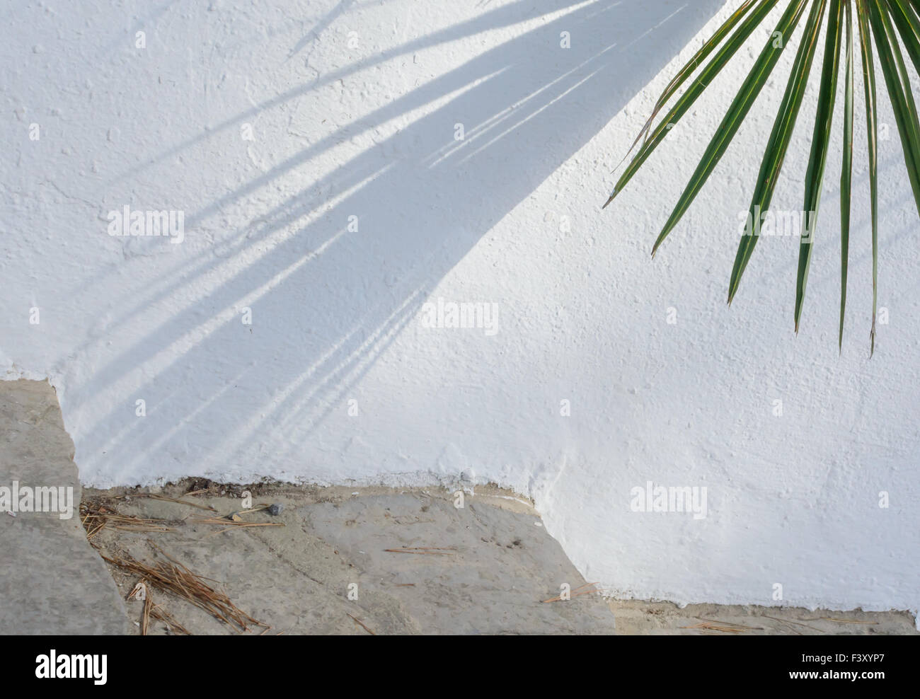 Palm-Schatten auf weiß Stockfoto