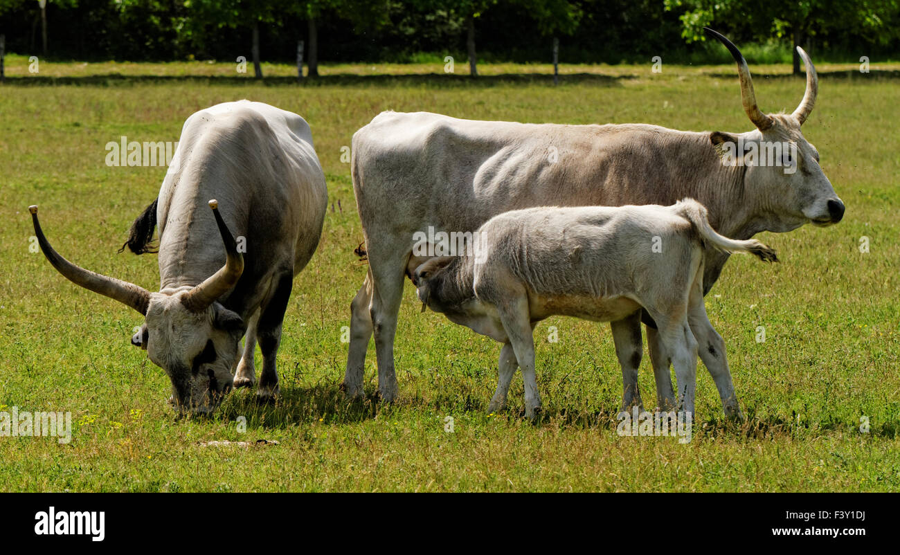 Hungarian Gray Cattle Stockfotos und -bilder Kaufen - Alamy