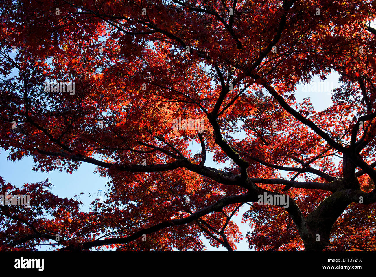 Japan, Honshu-Insel, Kansai, Kyoto, Ahorn im Herbst. Stockfoto