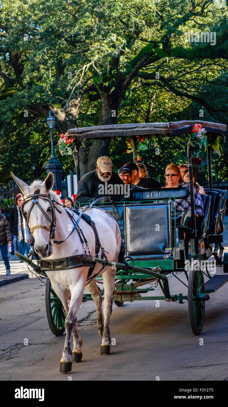 Touristen genießen eine Kutschenfahrt mit einem weißen Maultier in der Nähe des Jackson Square im französischen Viertel von New Orleans, LA, USA Stockfoto