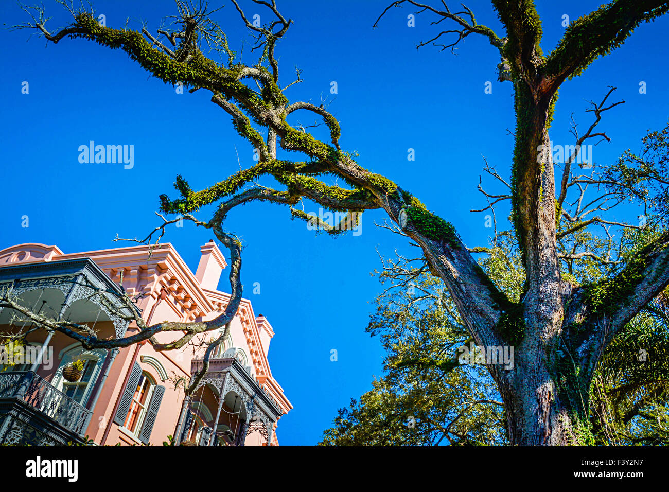 Ein lebendes Eichenholz umrahmt das wunderschön einzigartige Joseph Carroll Haus im Garden District in New Orleans, LA, USA Stockfoto