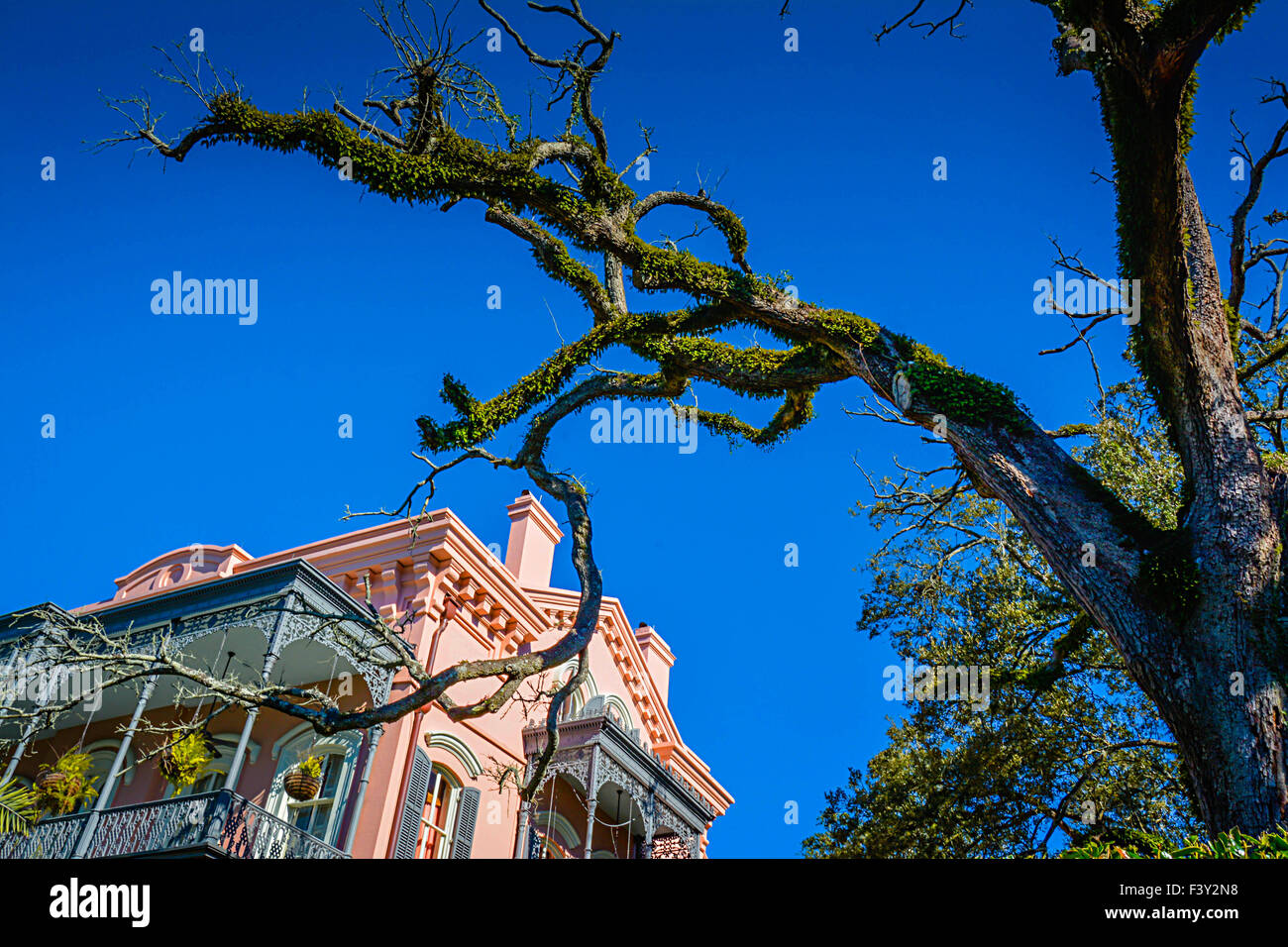 Ein Ast Phaseneiche rahmt das wunderschön die einzigartige Joseph Carroll House im Garden District in New Orleans, LA Stockfoto