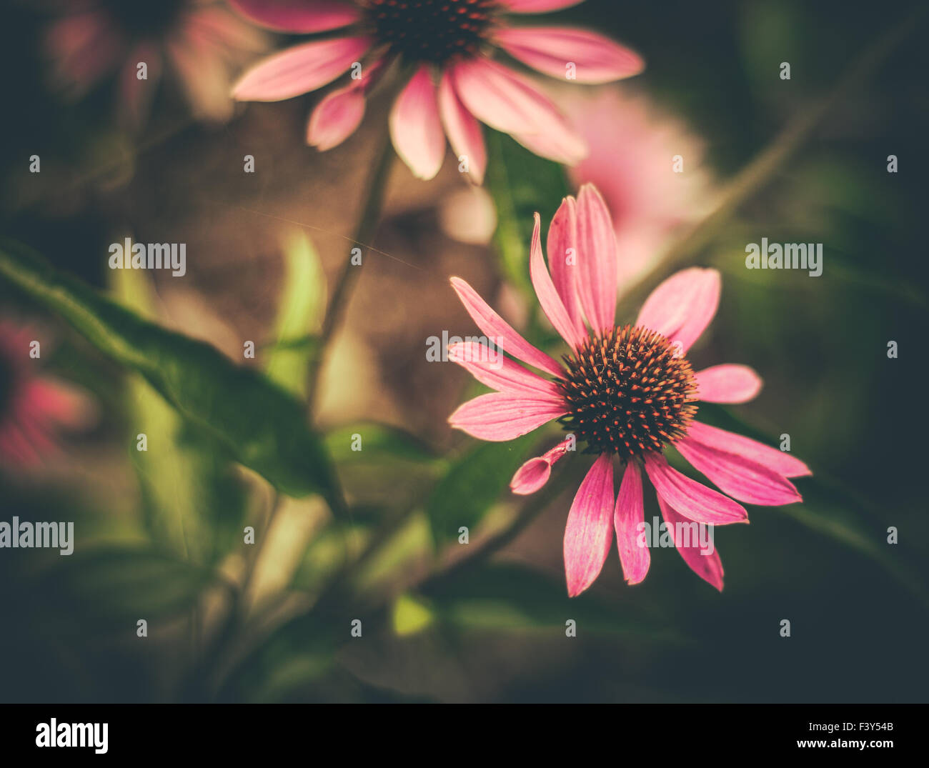 Retro Stil Blumen Stockfoto