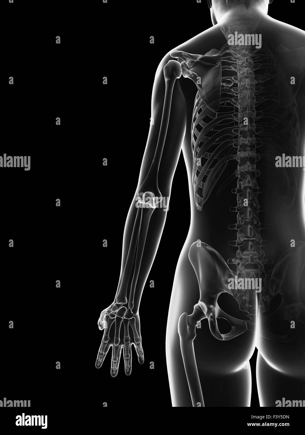 transparente weibliches Skelett - Arm-bones Stockfoto
