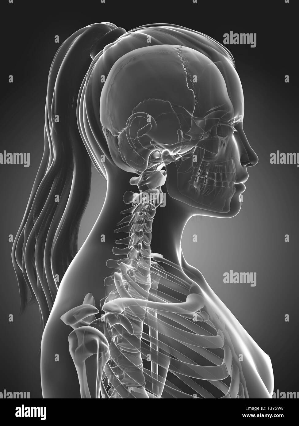3D gerenderte Darstellung eines weiblichen Schädels Stockfoto
