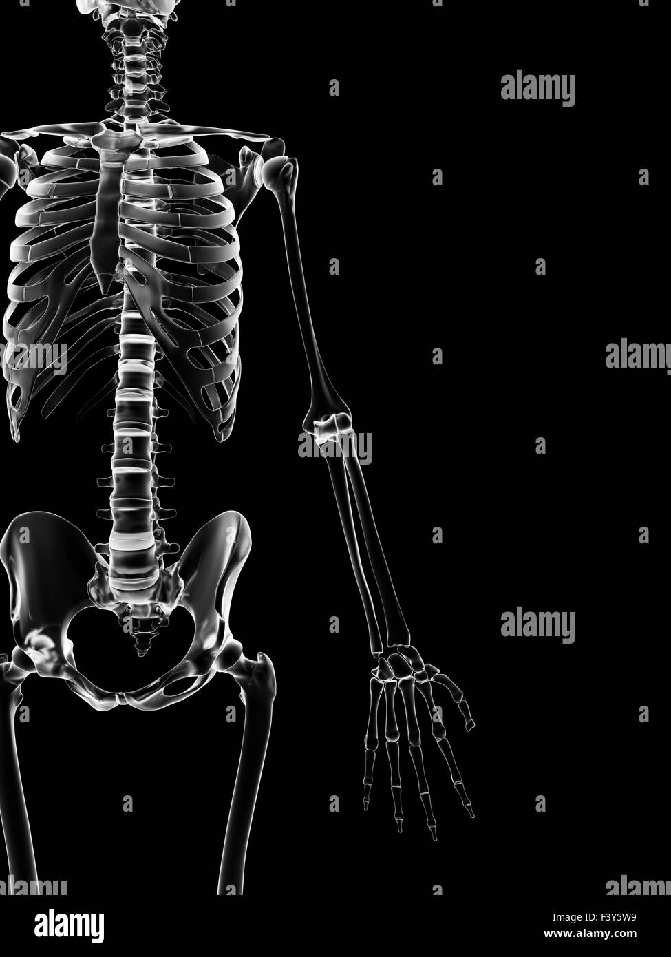 medizinische Illustration der Arm Knochen Stockfoto