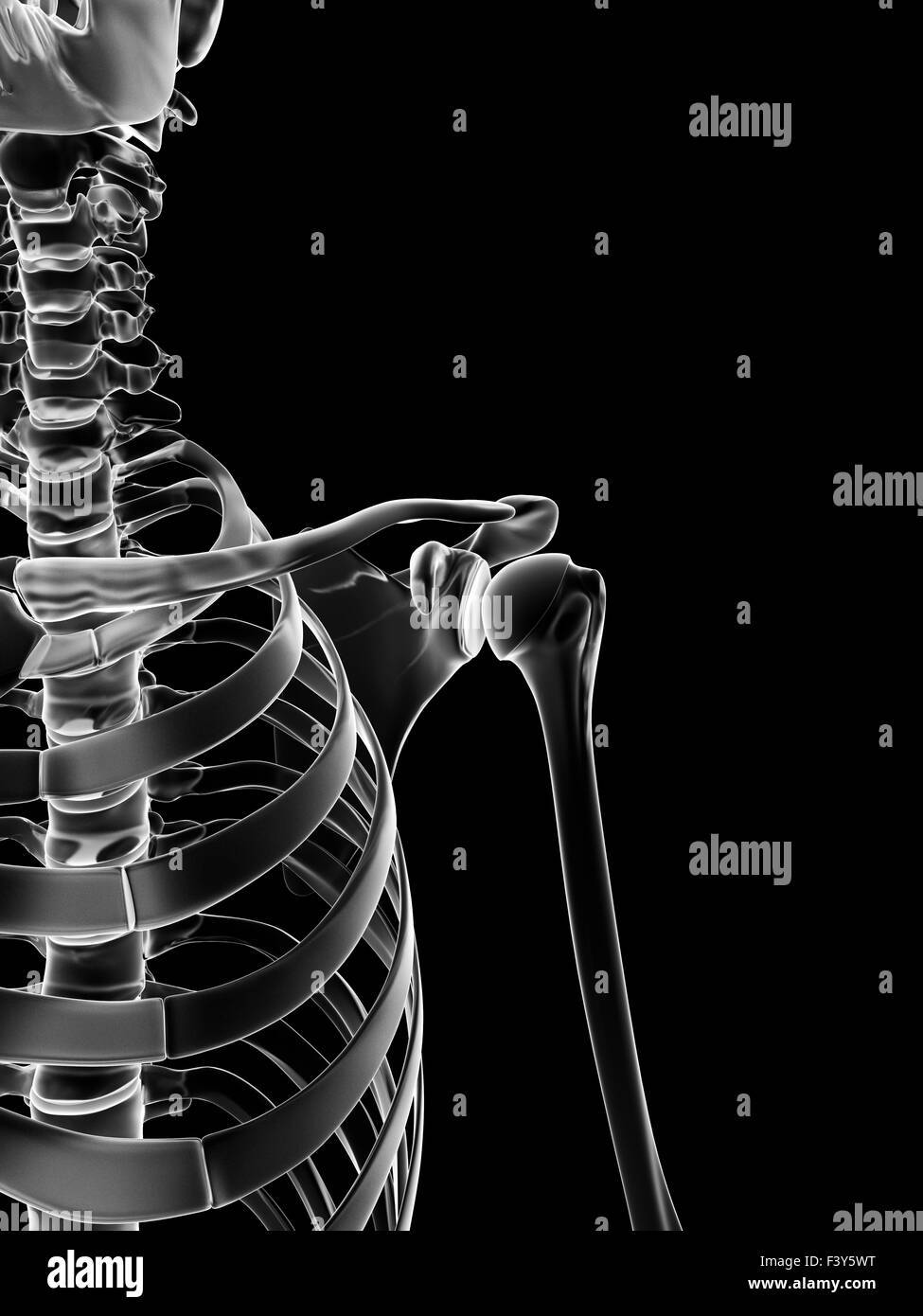 Orthopäde Für Schulter In Der Nähe Schulter anatomie Schwarzweiß-Stockfotos und -bilder - Alamy