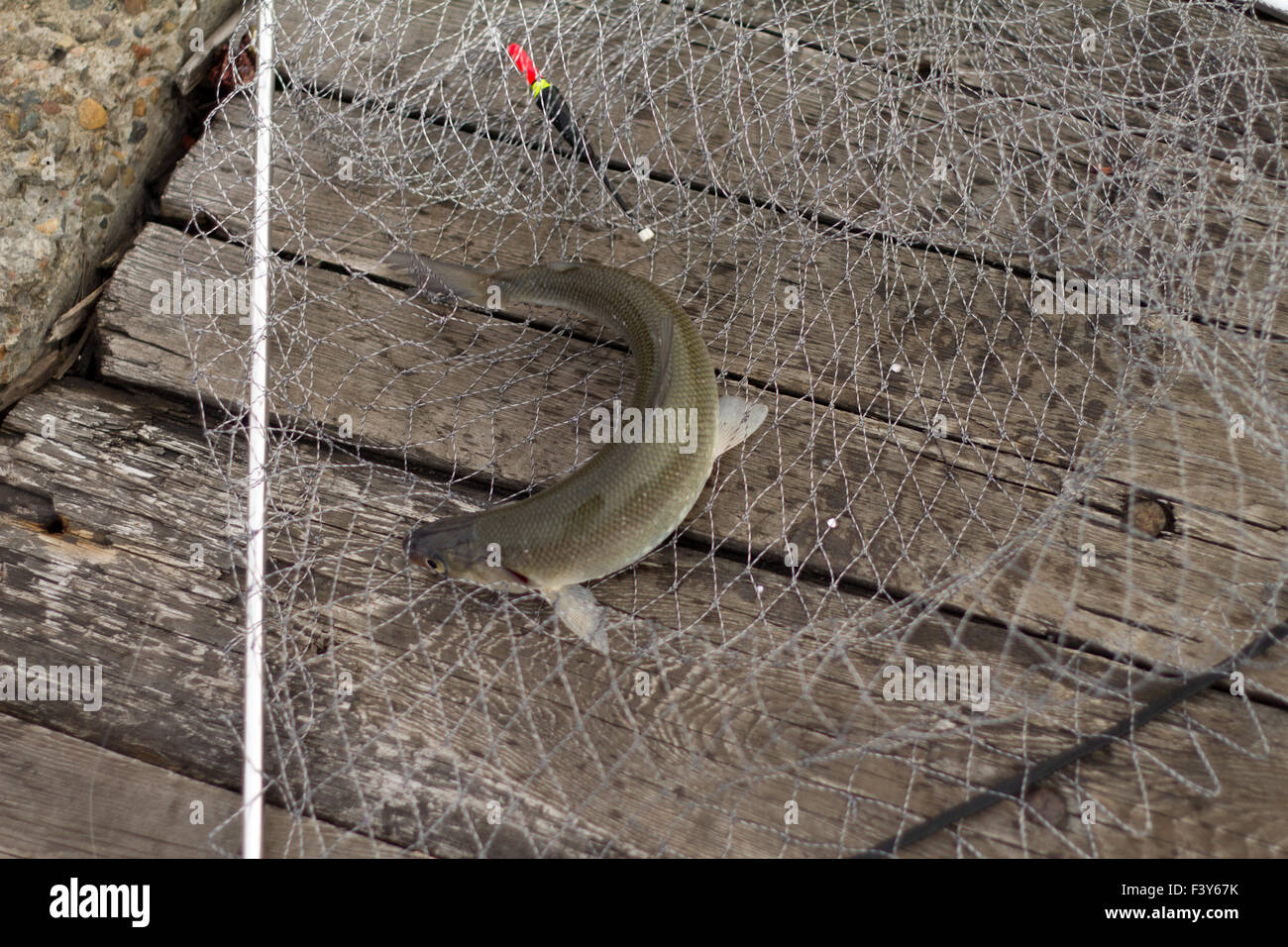 Fisch Nelma (Stenodus Leucichthys) Stockfoto