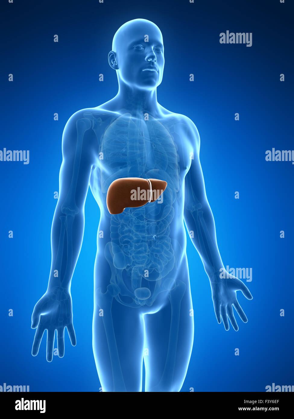 3D gerenderte Darstellung der männlichen Leber Stockfoto