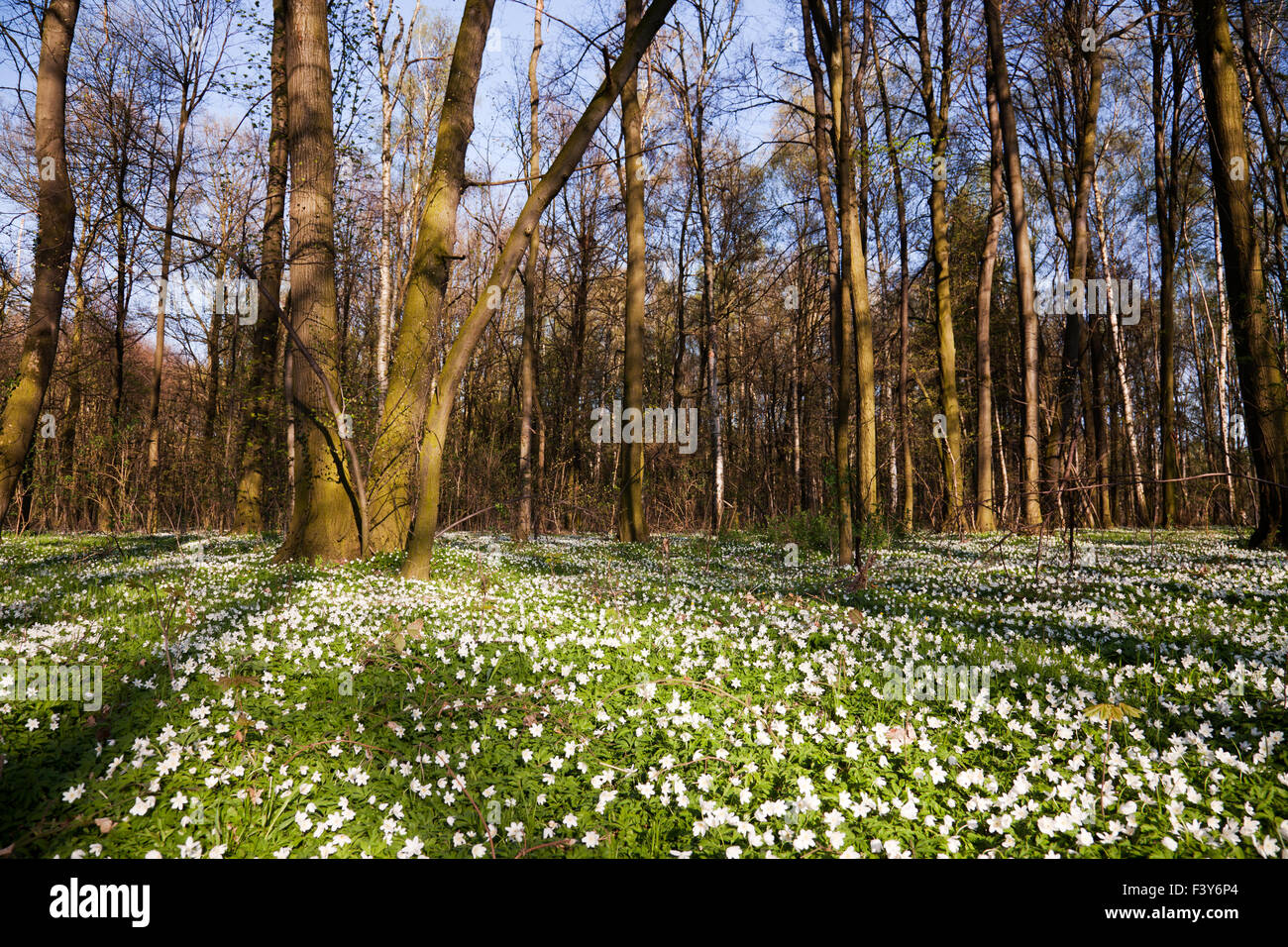 Anemone Blumen Stockfoto