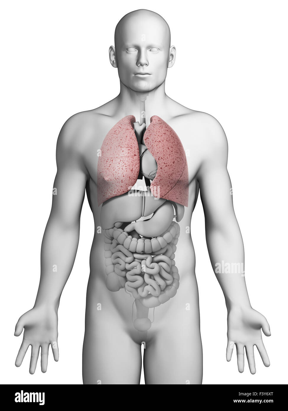 3D gerenderten Illustration - männliche Lunge Stockfoto