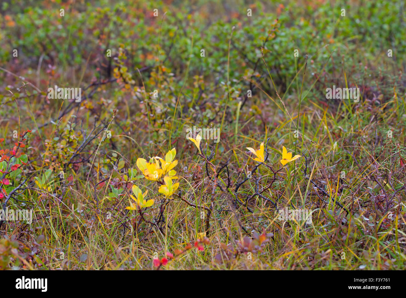 Arktis Birke im Sommer und frühen Herbst Stockfoto