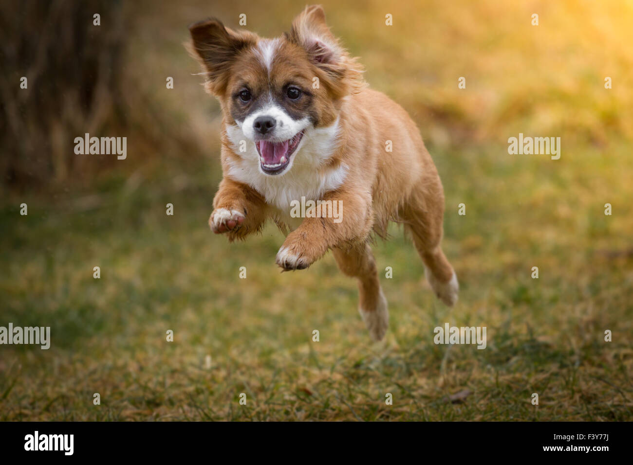 Happy Puppy Stockfoto