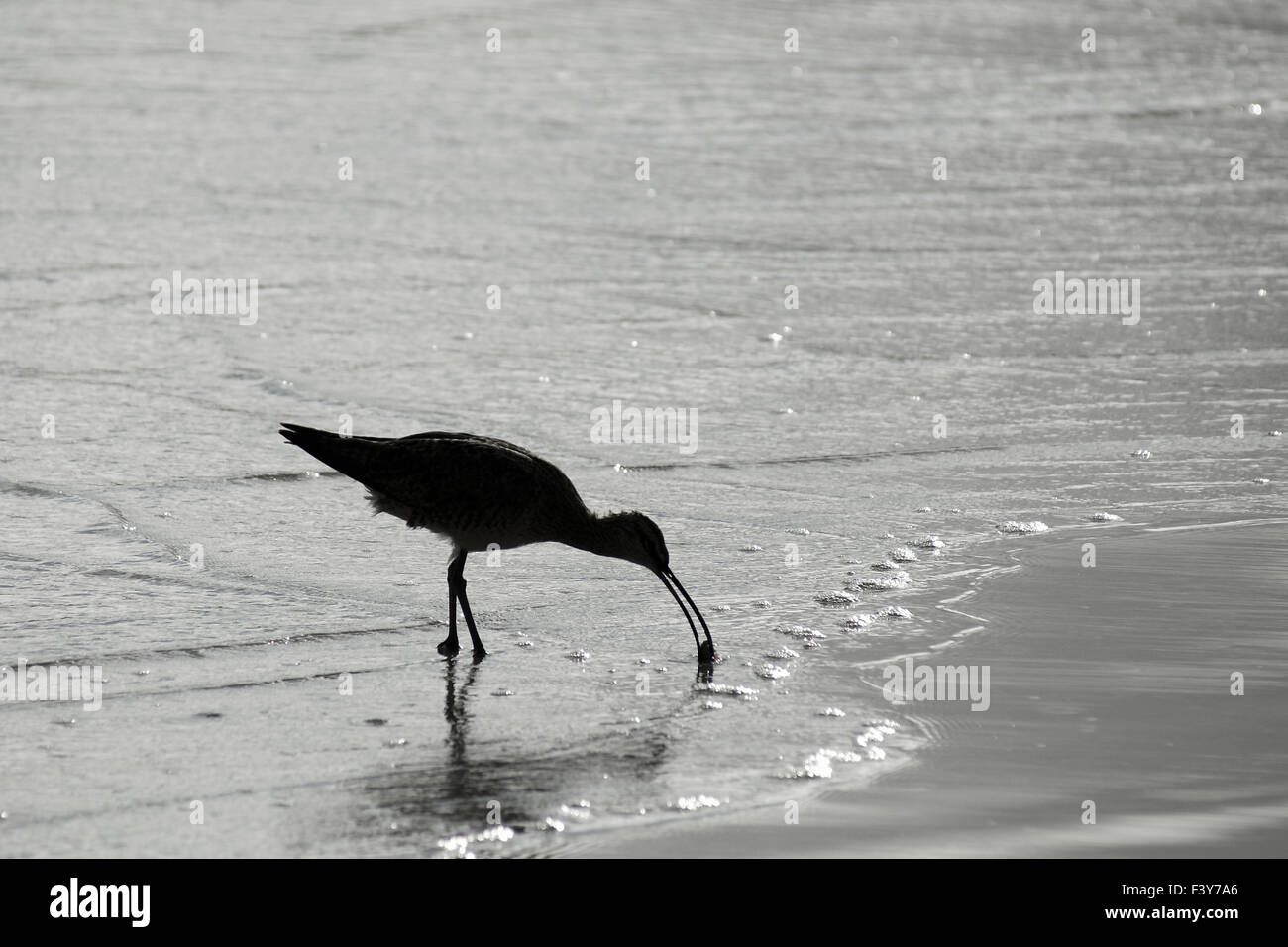 Woodcockbird am See-Ufer Stockfoto
