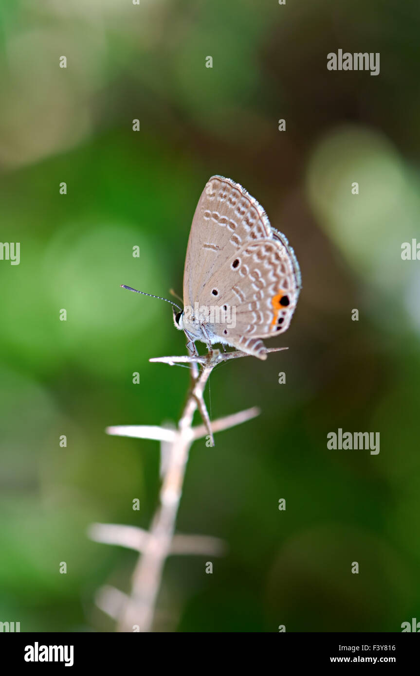 Die Detailansicht der Schmetterling auf Blatt Stockfoto