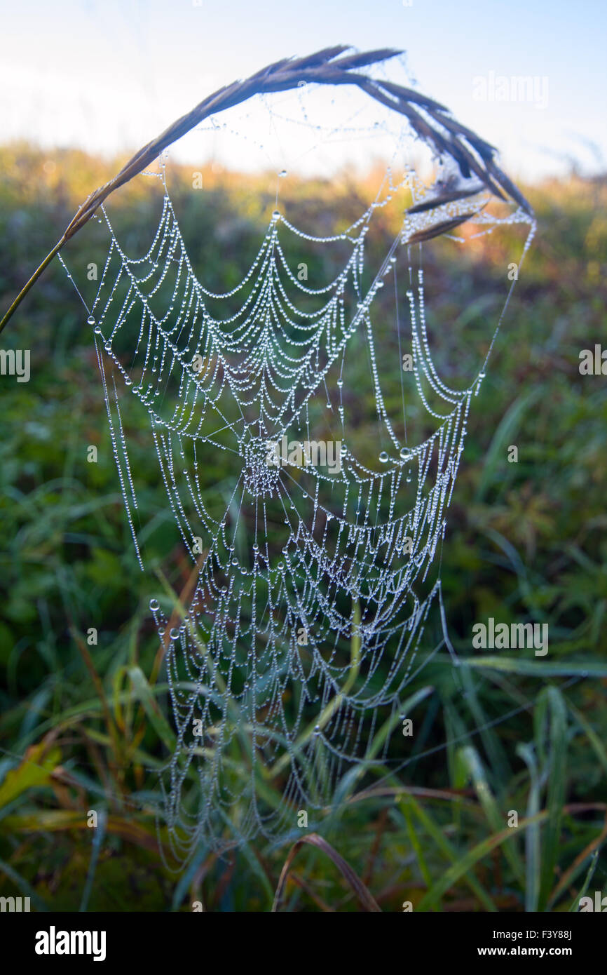 Web eine Spinne auf Sonnenschein auf einer Wiese Stockfoto