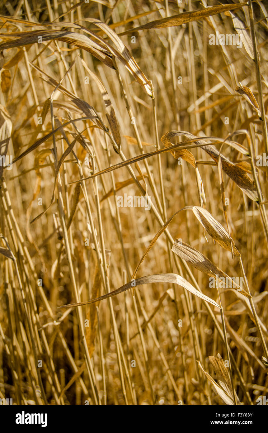 Trockenrasen-Hintergrund Stockfoto