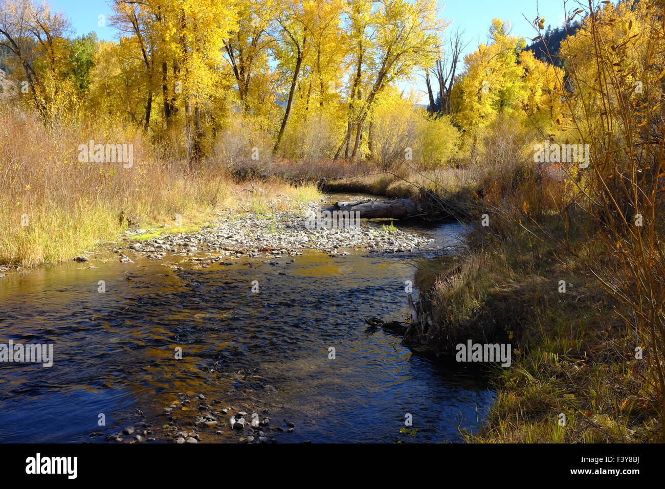 Farben des Herbstes auf Squaw Creek, Idaho Stockfoto