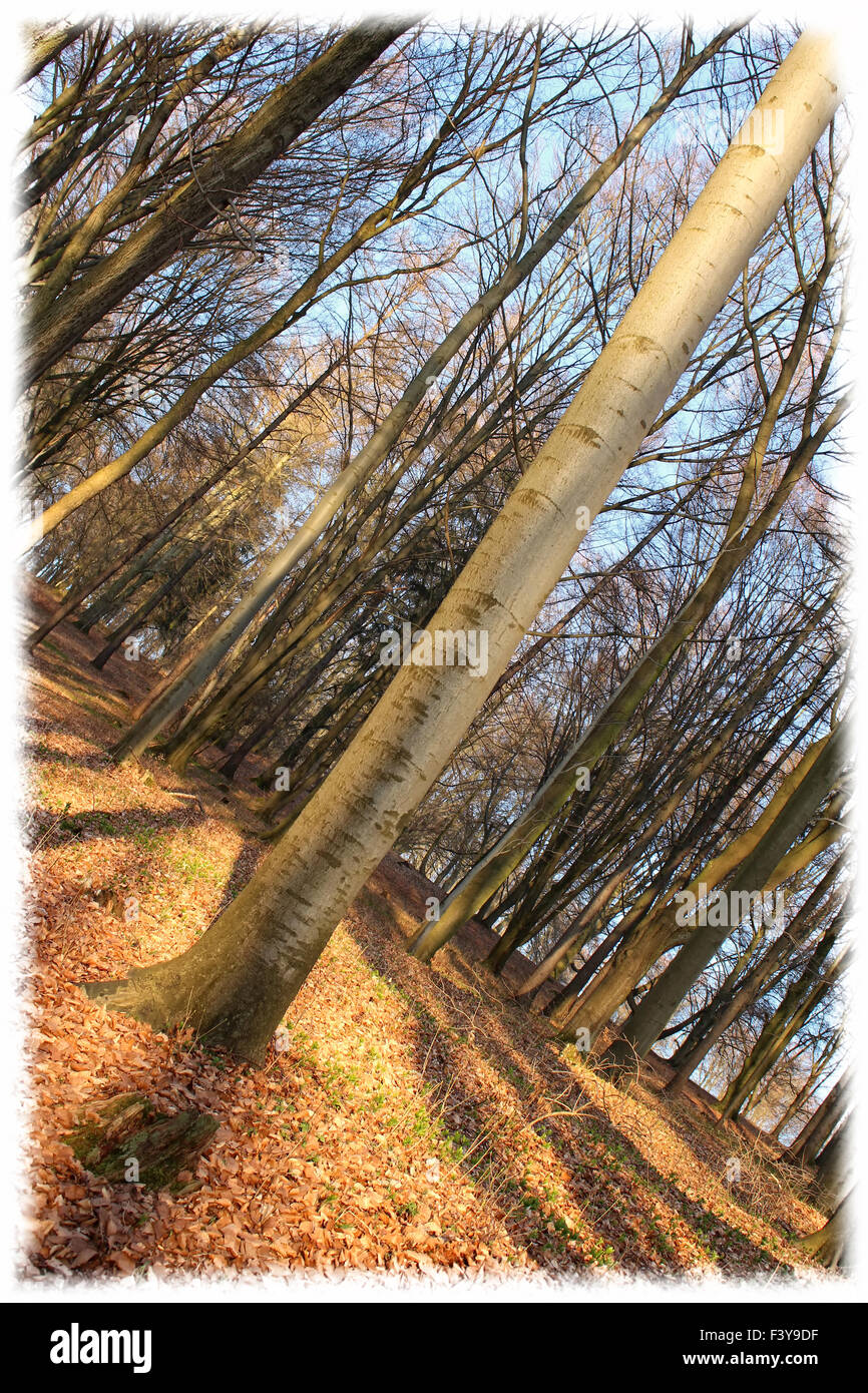 Holz Stockfoto