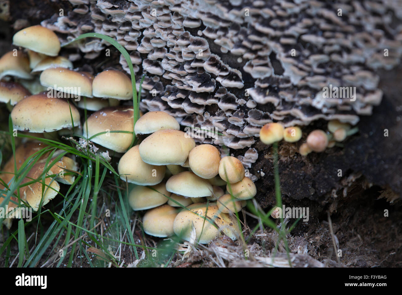 Sulphur Tuft Pilze, Schwefel Büschel oder gruppierten Woodlover wächst in großen Klumpen auf verrottenden Baumstümpfen und abgestorbenen Wurzeln im Wald Stockfoto