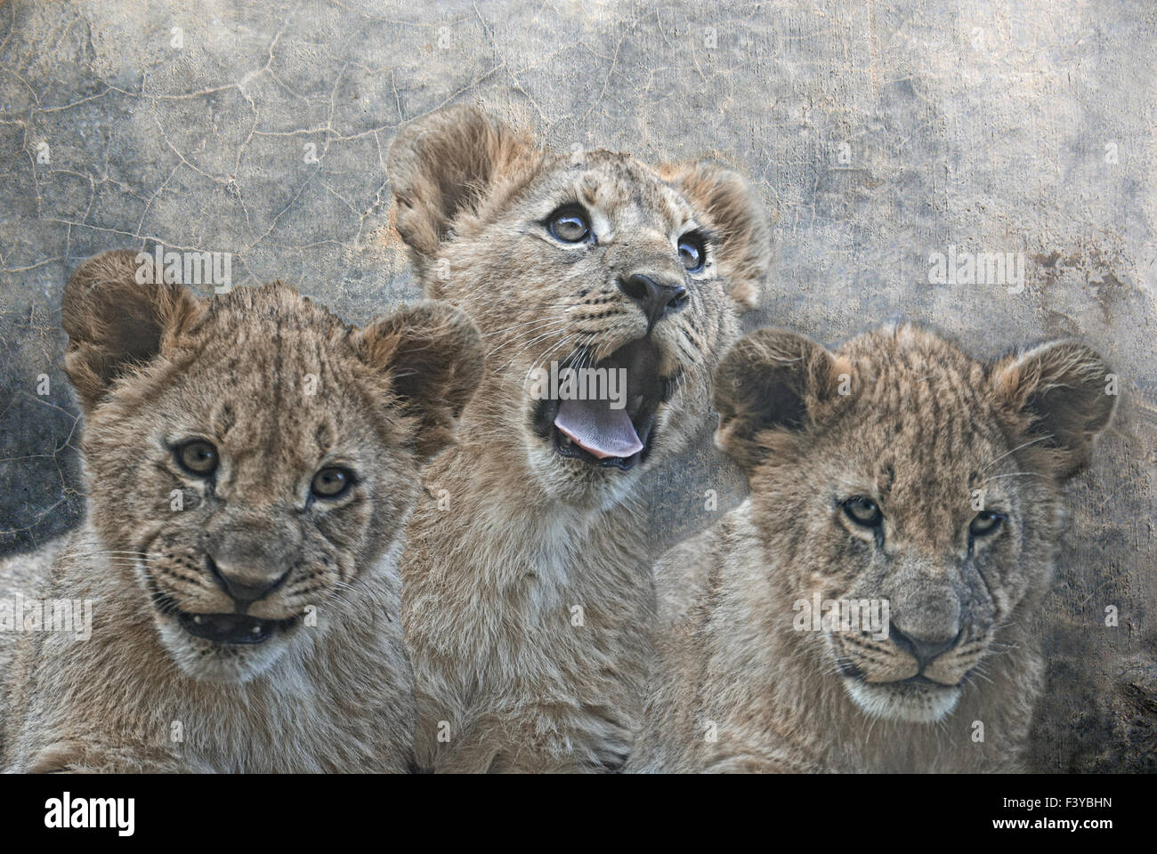 Lion Cubs Stockfoto