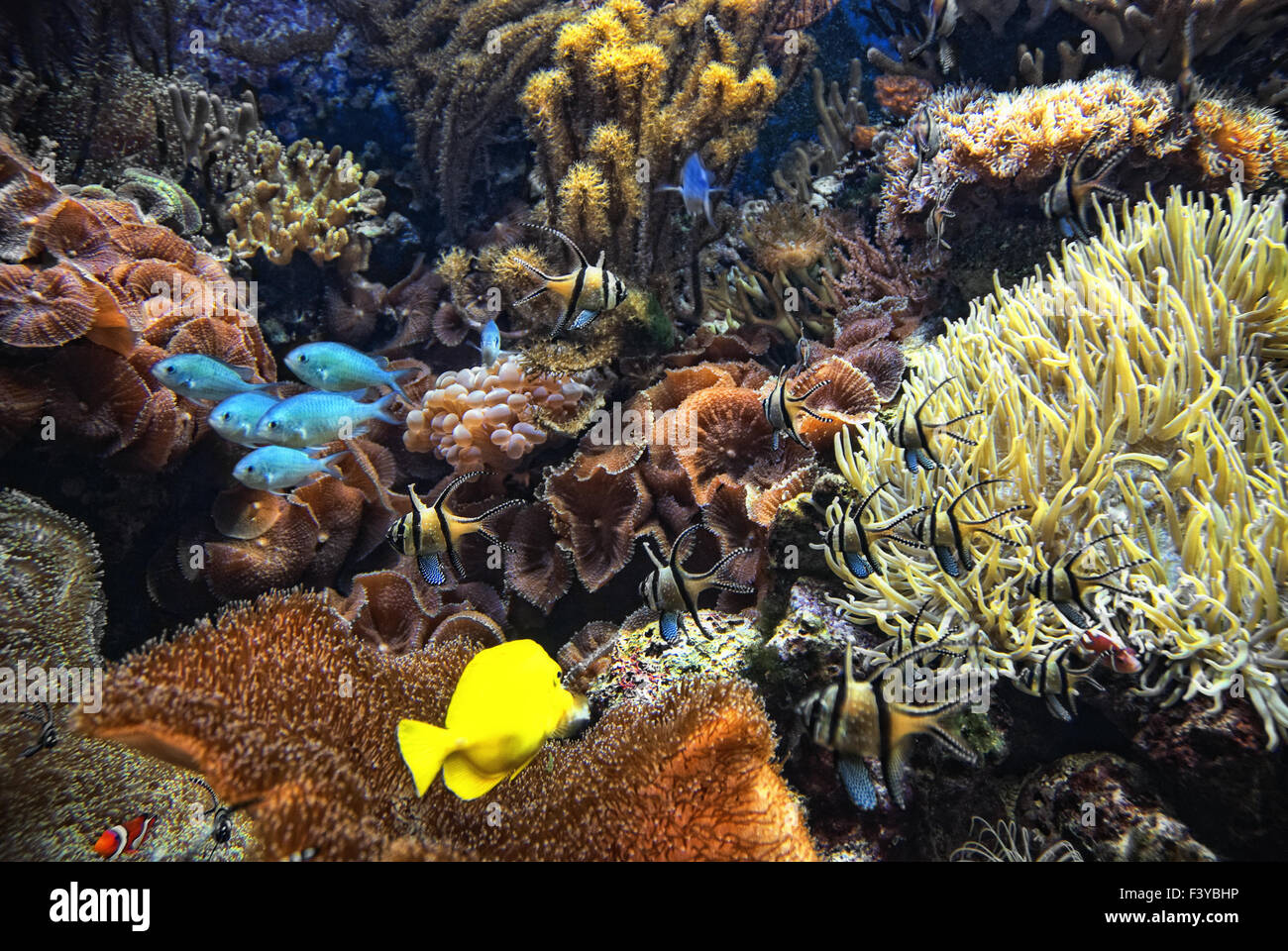 Unterwasserwelt Stockfoto