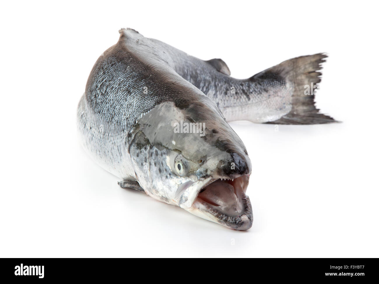 Lachs auf dem weißen Hintergrund Stockfoto