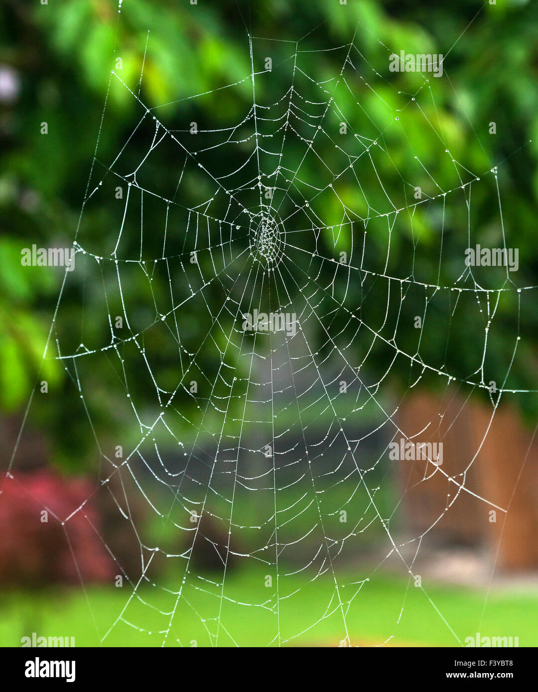 Wassertropfen auf spiderweb Stockfoto