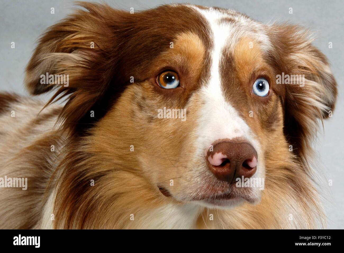 der beste Freund Stockfoto