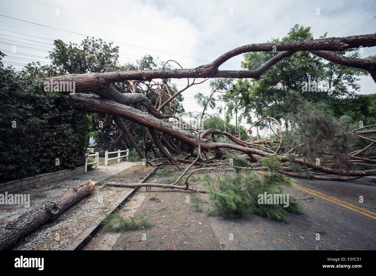 Ein umgestürzter Baum in einem Wohngebiet von Burbank, Kalifornien. Stockfoto