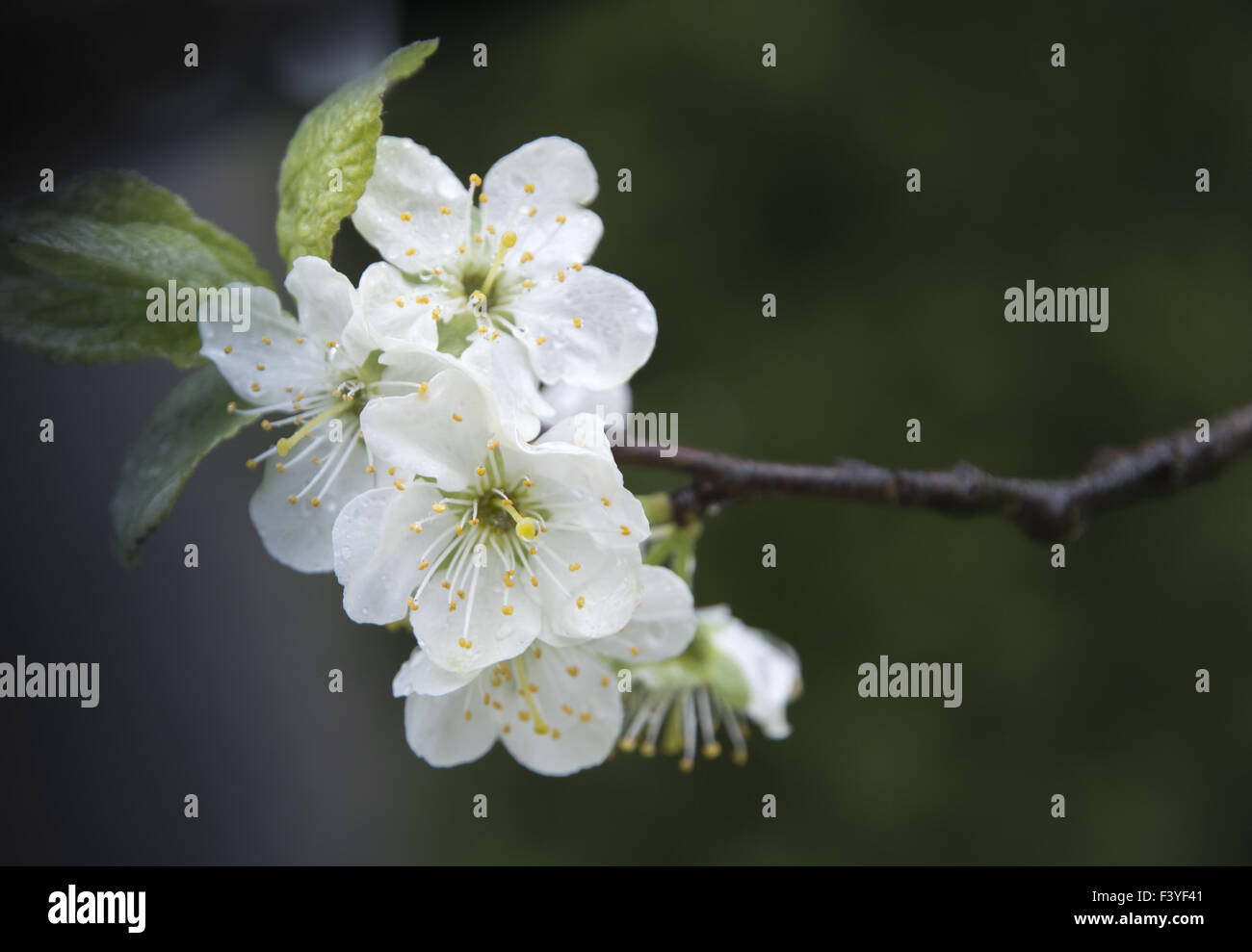 Apfelblüte auf einem Zweig selektiven Fokus Stockfoto