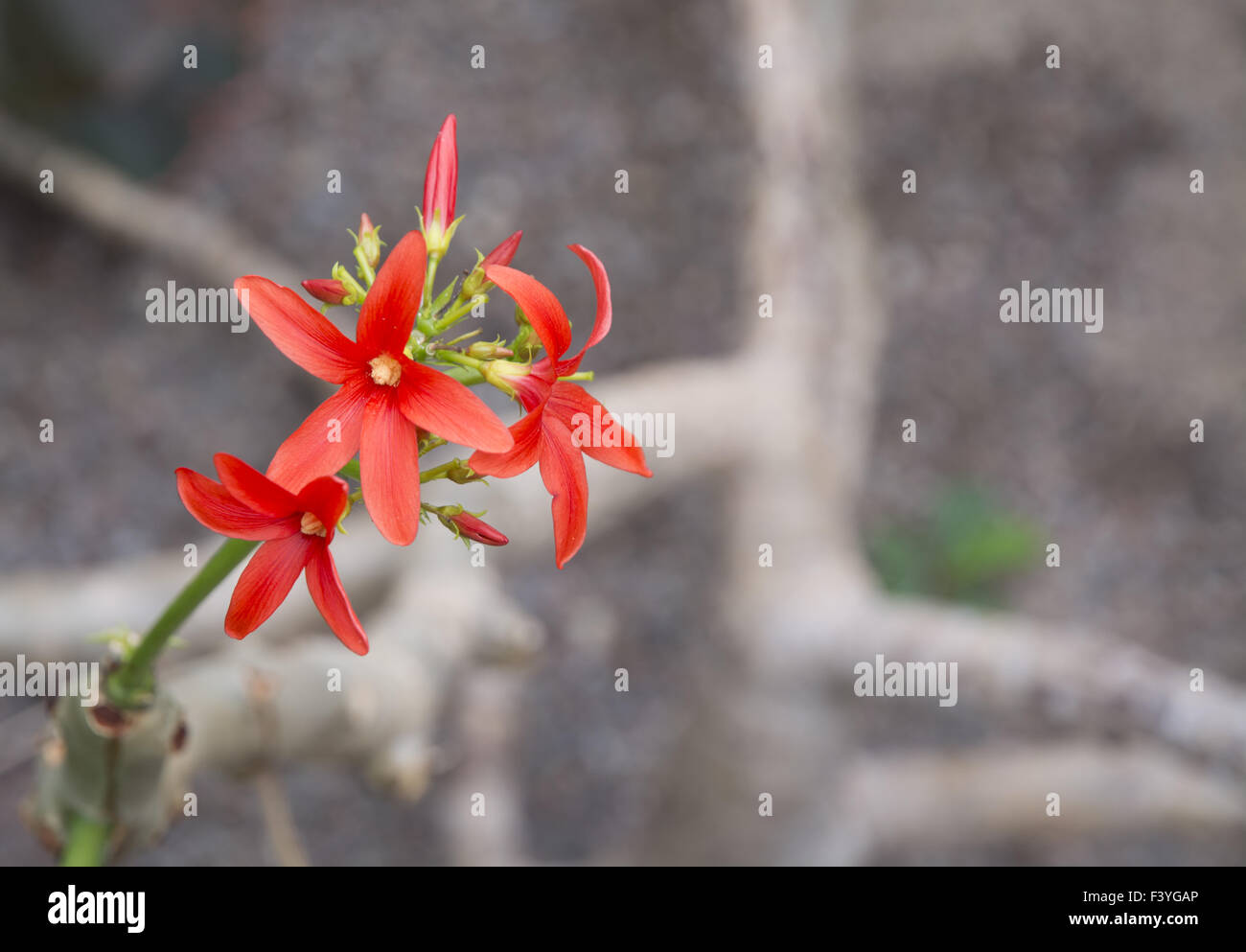 Rote Blume Strauch Jatropha macrantha Stockfoto