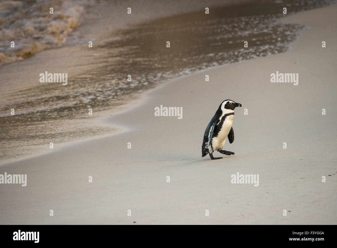 Jackass Pinguin (Spheniscus Demersus), Stockfoto
