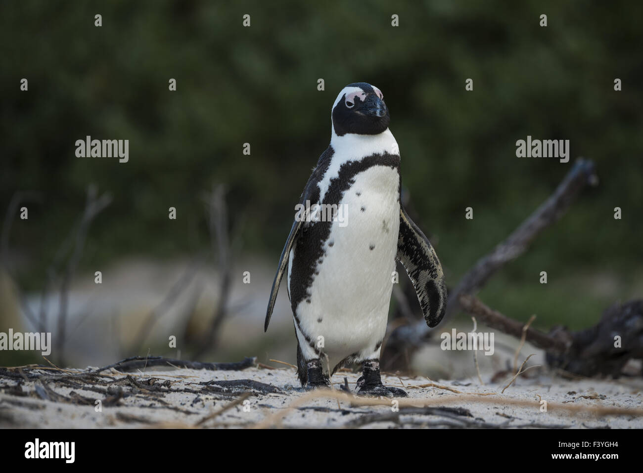 Jackass Pinguin (Spheniscus Demersus), Stockfoto