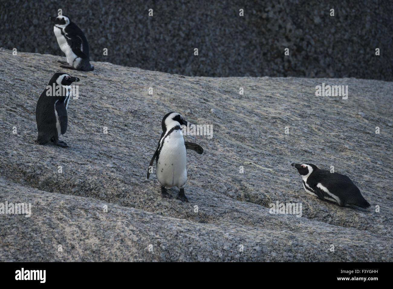 Jackass Penguin Stockfoto